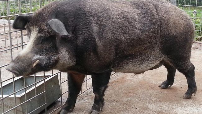 Misteri Terjawab, Alasan Tuyul dan Babi Ngepet Tak Curi Uang di&nbsp;Bank