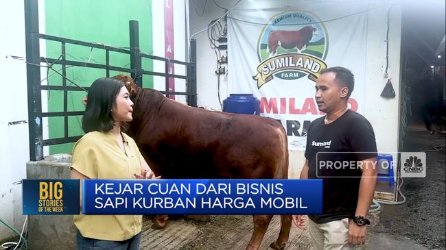 Video: Bukan Kaleng-kaleng! Begini Cara Sukses Bisnis Hewan&nbsp;Kurban
