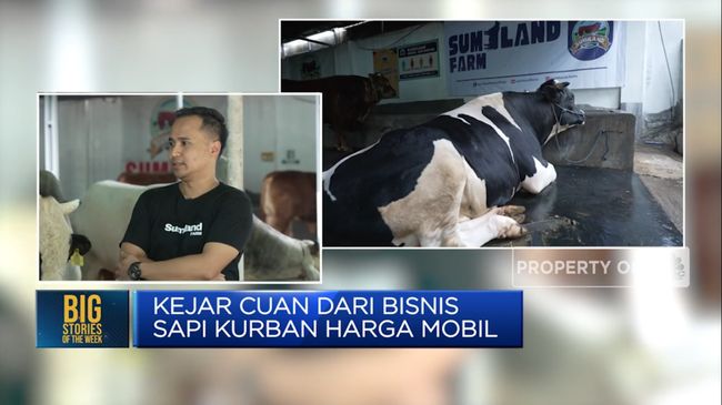 Video: Kejar Cuan dari Bisnis Sapi Kurban Seharga&nbsp;Mobil